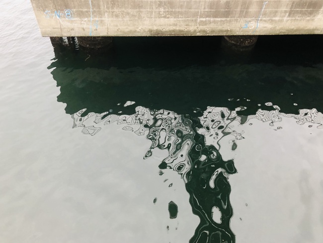 赤潮定点観測！水温上がった！？