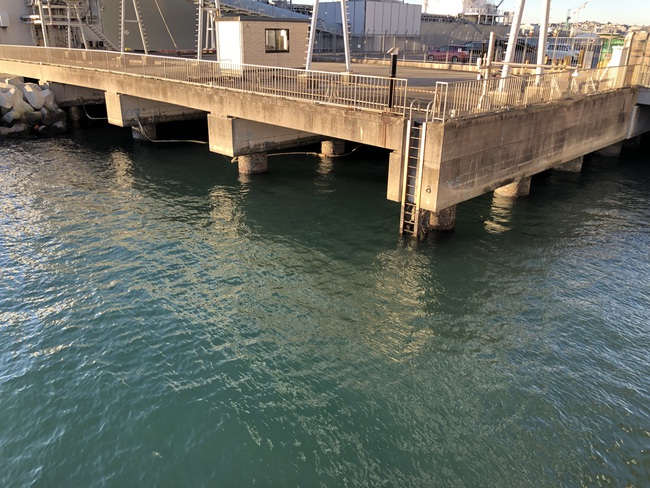 赤潮定点観測！水温18℃！？