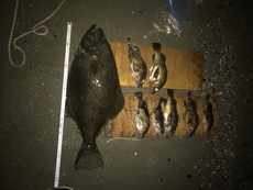 新潟東港湾内  陸っぱり 66センチ 平目 尺メバル 大漁