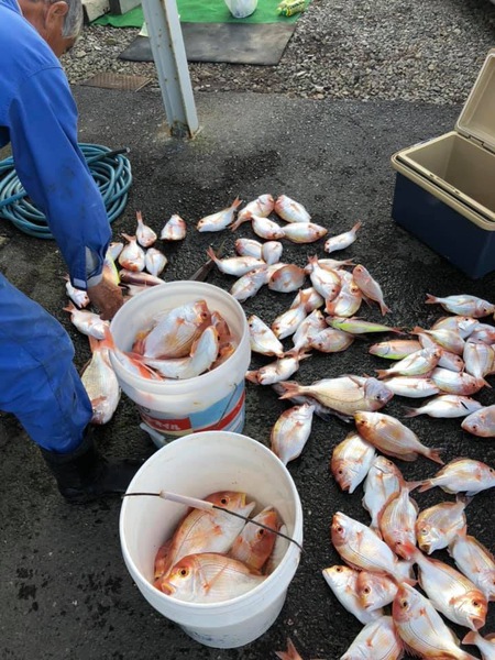 熊野灘ブルーフィンのジギング‥餌釣りのレンコダイ大漁