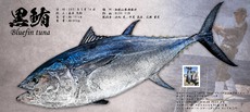 熊野灘ブルーフィンのジギング…80kgクロマグロのデジタル魚拓