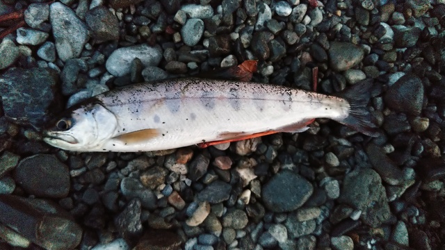 多摩川　青梅で釣りして、本流竿買ってきた