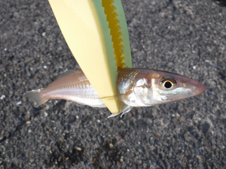 堤防チョイ投げ・・・苦戦！