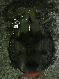 ウズウズウズウズ・・・（  ＴДＴ） 2017/05/02 12:46:59