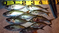 魚を釣りたいならまずは魚の気持ちを知ること？(；一_一) 2017/01/14 17:00:13