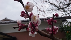 暫くはこのエギで頑張ってみようかな(゜▽゜*) 2017/03/03 18:08:34