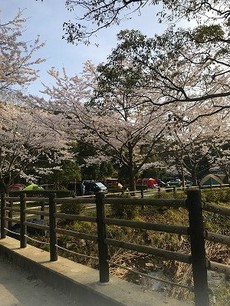 「お花見キャンプ」