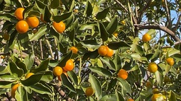 迎春
