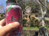 今日は花見