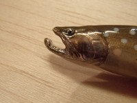 岩魚？ 2014/02/13 00:29:52