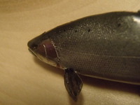 サクラマス完成 2013/12/03 21:05:36