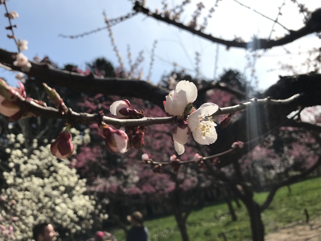 桜も咲いて綺麗だった