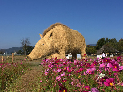 コスモス畑の巨大イノシシ
