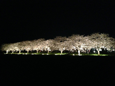 草場川の桜並木