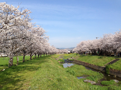 草場川の桜並木