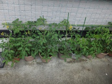 夏野菜の観察2025/05/24