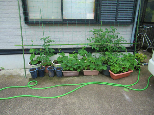 ヒョウタンの大きさ2022/06/05