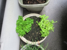 雨の中、野菜の観察2025/05/17