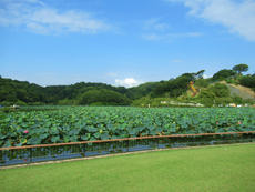 暑い蓮華寺池公園2020/08/02