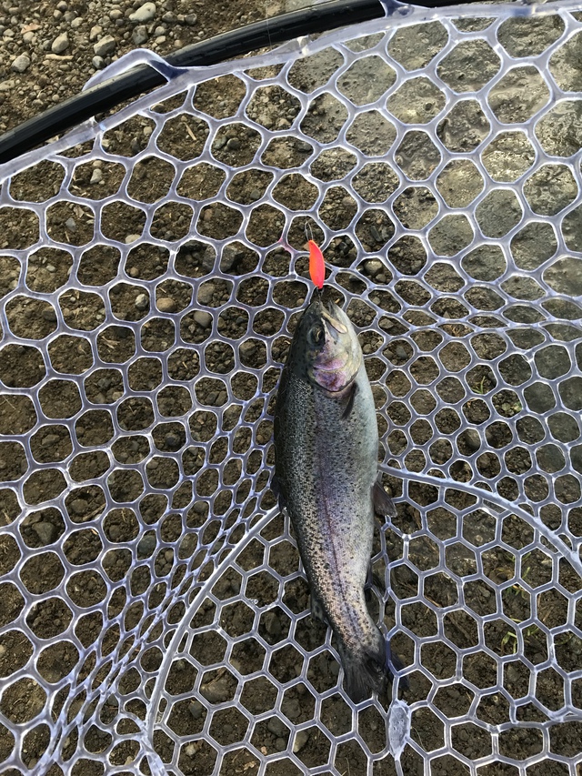 念願の！初釣り(^^)in中津川:ガメクラ、半端ないって‼︎