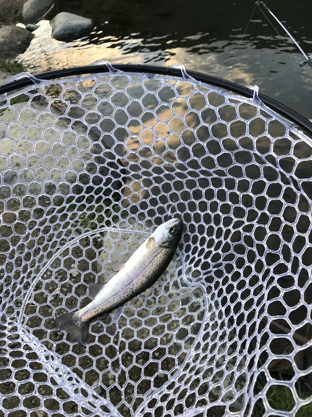 念願の！初釣り(^^)in中津川:ガメクラ、半端ないって‼︎