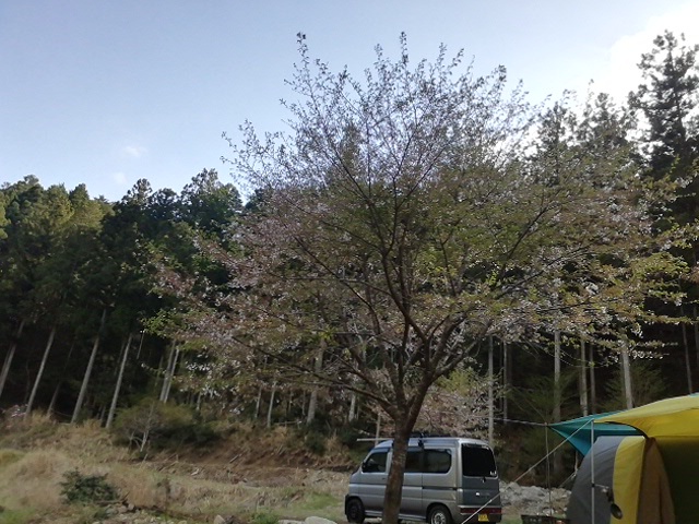 桜サイトの桜