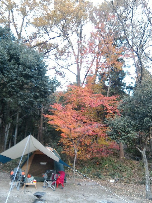 紅葉