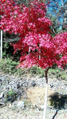 久しぶりの大津谷公園キャンプ場その６