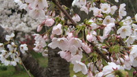 きりがない！その１（キャンプ事始） 2008/04/21 20:36:45