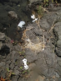 今年も本栖湖大掃除☆