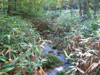 秋の森林浴ツアー　in 御岳