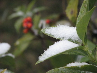 いきなり雪だったし～