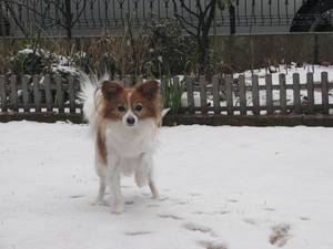 いきなり雪だったし～