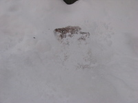 雪の北軽井沢スウィートグラス☆
