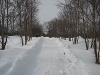 雪の北軽井沢スウィートグラス☆