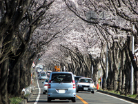 お花見ドライブin神奈川