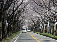 お花見ドライブin神奈川