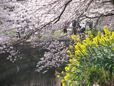 千本桜＾＾