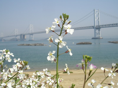 花見と釣りのデイキャンプ