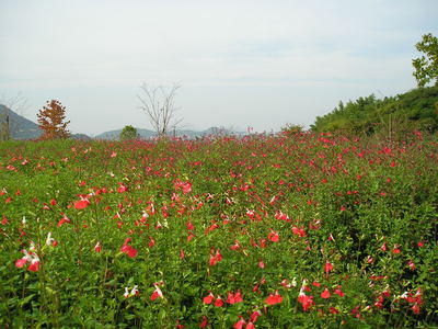 秋の公園