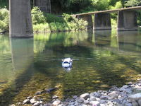 四万十川沈下橋