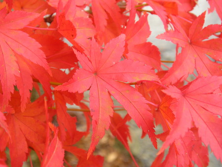 紅葉狩り