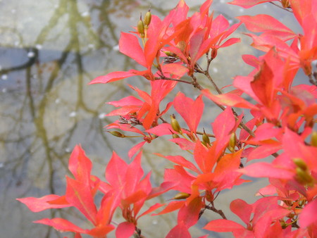 紅葉狩り