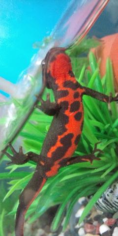 アカハライモリ