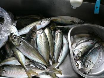 電気釣り（新潟岩船漁港）