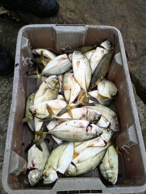 釣れて折れて釣れて…(笑)