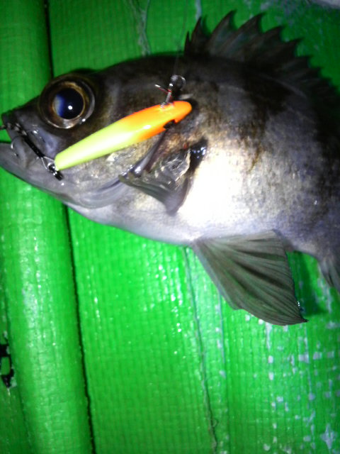 やっと初釣行