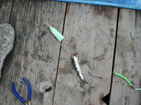 目玉バケで38cmヒラメが釣れました。