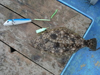 目玉バケで38cmヒラメが釣れました。