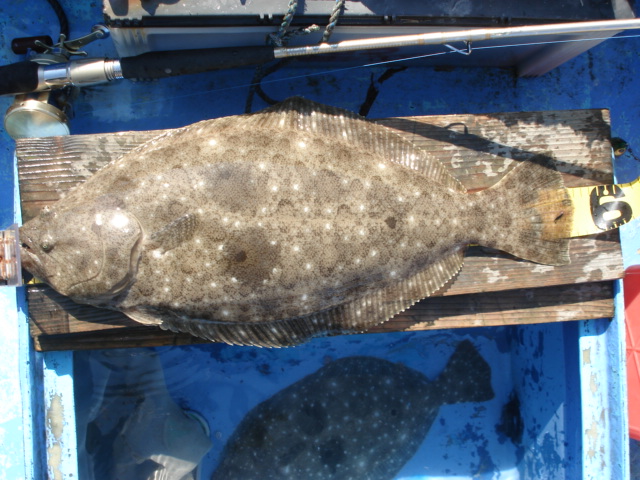 ヒラメを釣りたい！！！:56cmのヒラメが釣れました。